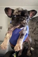 Jax , a male French Bulldog for sale in Missouri City, TX – 1 of 4