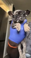 Jax , a male French Bulldog for sale in Missouri City, TX – 4 of 4