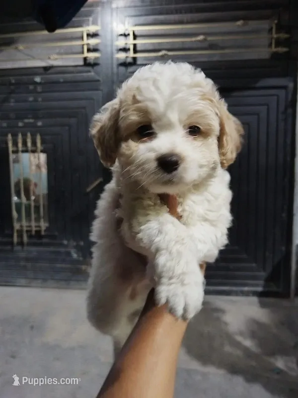 Pepe – Maltipoo puppy for sale in North Highlands, CA
