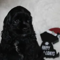 Bruno, a male Cocker Spaniel for sale in Galena, MO – Photo 4 of 4