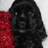 Bruno, a male Cocker Spaniel for sale in Galena, MO – Photo 2 of 4