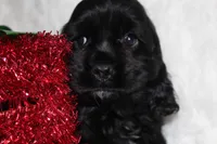 processed/a37a6b70-dc4b-44f6-8ca6-dce813d23209/listing/8466fdc6-3ca7-4826-8c44-176a0c6037df/420626e2-9328-4c6f-ae45-d91fda8d6e9d