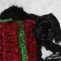 Bruno, a male Cocker Spaniel for sale in Galena, MO – Photo 1 of 4