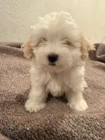 Melo , a female Maltipoo for sale in Los Angeles, CA – 6 of 6