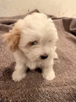 Melo , a female Maltipoo for sale in Los Angeles, CA – 3 of 6