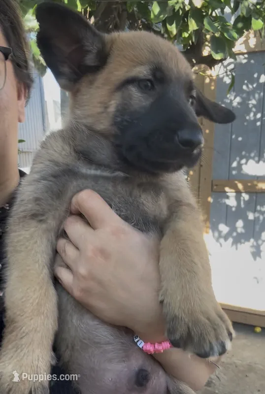 Cappy – Belgian Malinois puppy for sale in Los Angeles, CA