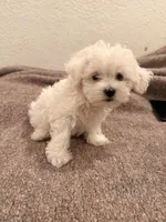Snow , a female Maltipoo for sale in Los Angeles, CA – 2 of 3