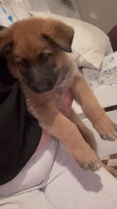 Little Ro, a male Belgian Malinois and German Shepherd Dog for sale in Los Angeles, CA – 2 of 2