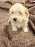 Melo, a female Maltipoo for sale in Los Angeles, CA – 3 of 3