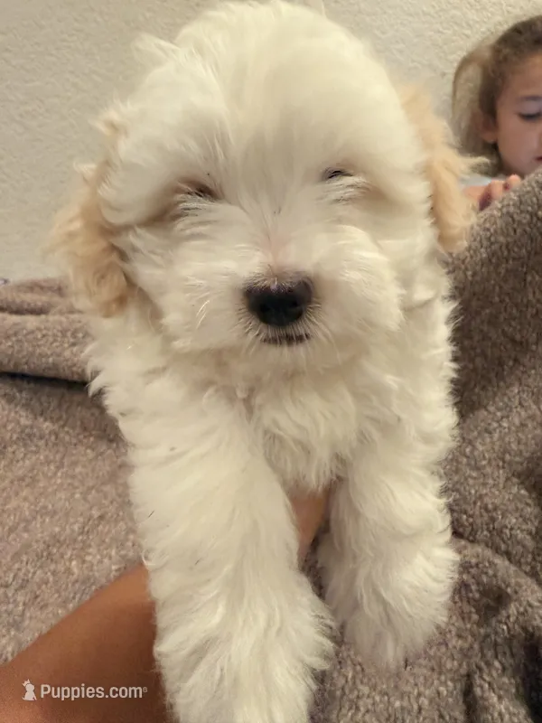 Melo  – Maltipoo puppy for sale in Los Angeles, CA