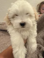 Melo , a female Maltipoo for sale in Los Angeles, CA – 1 of 6