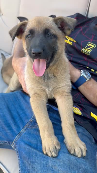 Evie , a female Belgian Malinois and German Shepherd Dog for sale in Los Angeles, CA – 3 of 3