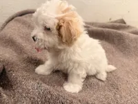 Melo , a female Maltipoo for sale in Los Angeles, CA – 5 of 6
