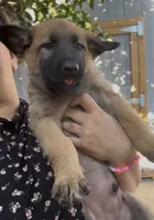 Cappy, a male Belgian Malinois for sale in Los Angeles, CA – 2 of 3