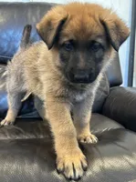 Little Ro, a male Belgian Malinois and German Shepherd Dog for sale in Los Angeles, CA – 1 of 2