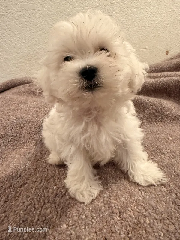 Snow  – Maltipoo puppy for sale in Los Angeles, CA