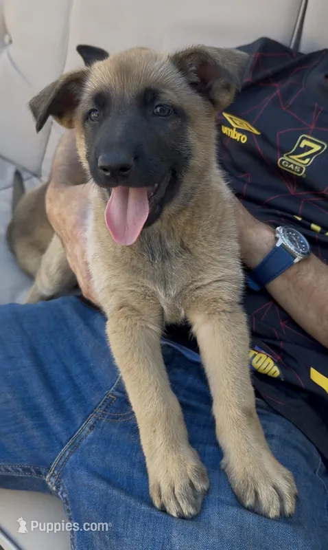 Evie , a female Belgian Malinois and German Shepherd Dog for sale in Los Angeles, CA – 1 of 3