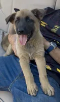Evie , a female Belgian Malinois and German Shepherd Dog for sale in Los Angeles, CA – 1 of 3