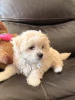 Dixie, a female Maltipoo for sale in Los Angeles, CA – Photo 6 of 6