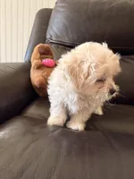 Dixie, a female Maltipoo for sale in Los Angeles, CA – Photo 1 of 6