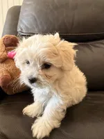 Dixie, a female Maltipoo for sale in Los Angeles, CA – Photo 2 of 6