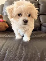 Dixie, a female Maltipoo for sale in Los Angeles, CA – Photo 3 of 6