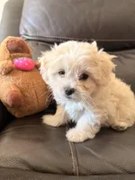 Dixie, a female Maltipoo for sale in Los Angeles, CA – Photo 4 of 6
