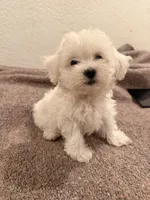 Snow , a female Maltipoo for sale in Los Angeles, CA – 3 of 3