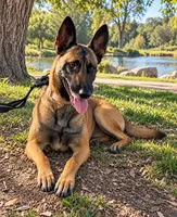 Julie, a female Belgian Malinois for sale in Los Angeles, CA – 1 of 1