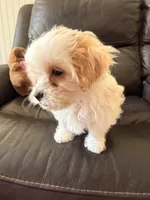 Bella , a female Maltipoo for sale in Los Angeles, CA – Photo 4 of 6