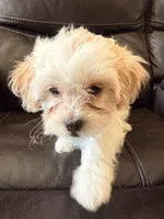 Bella , a female Maltipoo for sale in Los Angeles, CA – Photo 3 of 6