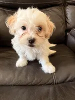 Bella , a female Maltipoo for sale in Los Angeles, CA – Photo 2 of 6