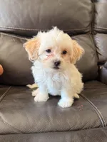 Bella , a female Maltipoo for sale in Los Angeles, CA – Photo 6 of 6