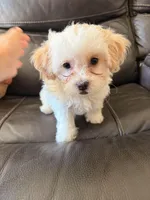 Bella , a female Maltipoo for sale in Los Angeles, CA – Photo 5 of 6