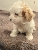 Melo , a female Maltipoo for sale in Los Angeles, CA – 2 of 6