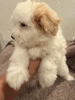 Melo, a female Maltipoo for sale in Los Angeles, CA – 2 of 3