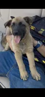 Evie , a female Belgian Malinois and German Shepherd Dog for sale in Los Angeles, CA – 2 of 3