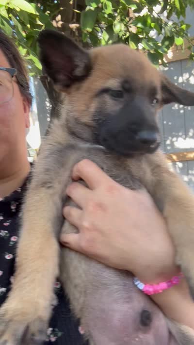 Cappy, a male Belgian Malinois for sale in Los Angeles, CA – 3 of 3