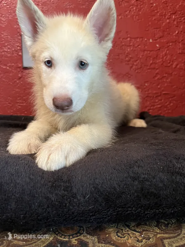 Goldie  – Siberian Husky puppy for sale in Lake Wales, FL