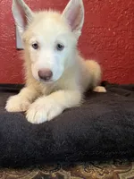 Goldie , a male Siberian Husky for sale in Lake Wales, FL – 1 of 3