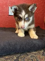 Chocolate , a female Siberian Husky for sale in Lake Wales, FL – 2 of 3