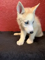 Sugar , a female Siberian Husky for sale in Lake Wales, FL – 2 of 4