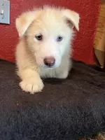 Rocky , a male Siberian Husky for sale in Lake Wales, FL – 3 of 3