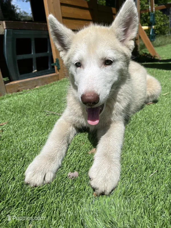 Siberian Husky Puppies For Sale near Port Orange, Florida