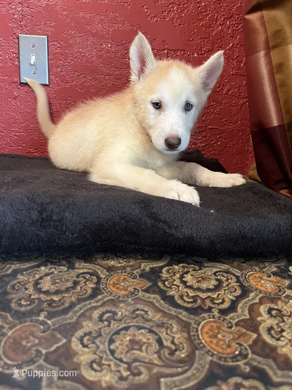 Angel  – Siberian Husky puppy for sale in Lake Wales, FL