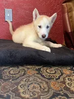 Angel , a female Siberian Husky for sale in Lake Wales, FL – 1 of 4