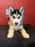 Hope , a female Siberian Husky for sale in Lake Wales, FL – 4 of 4