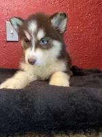 Cody, a male Siberian Husky for sale in Lake Wales, FL – 2 of 3