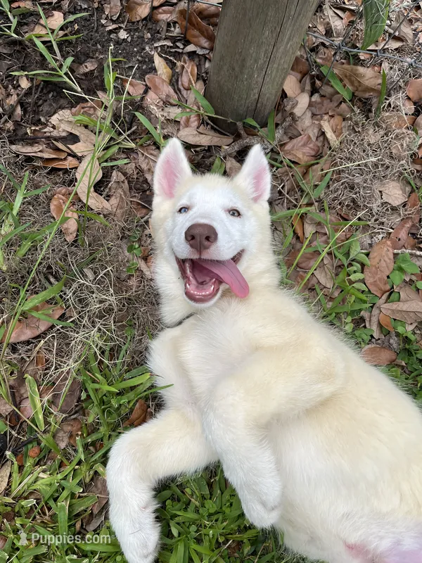 Goldie – Siberian Husky puppy for sale in Lake Wales, FL