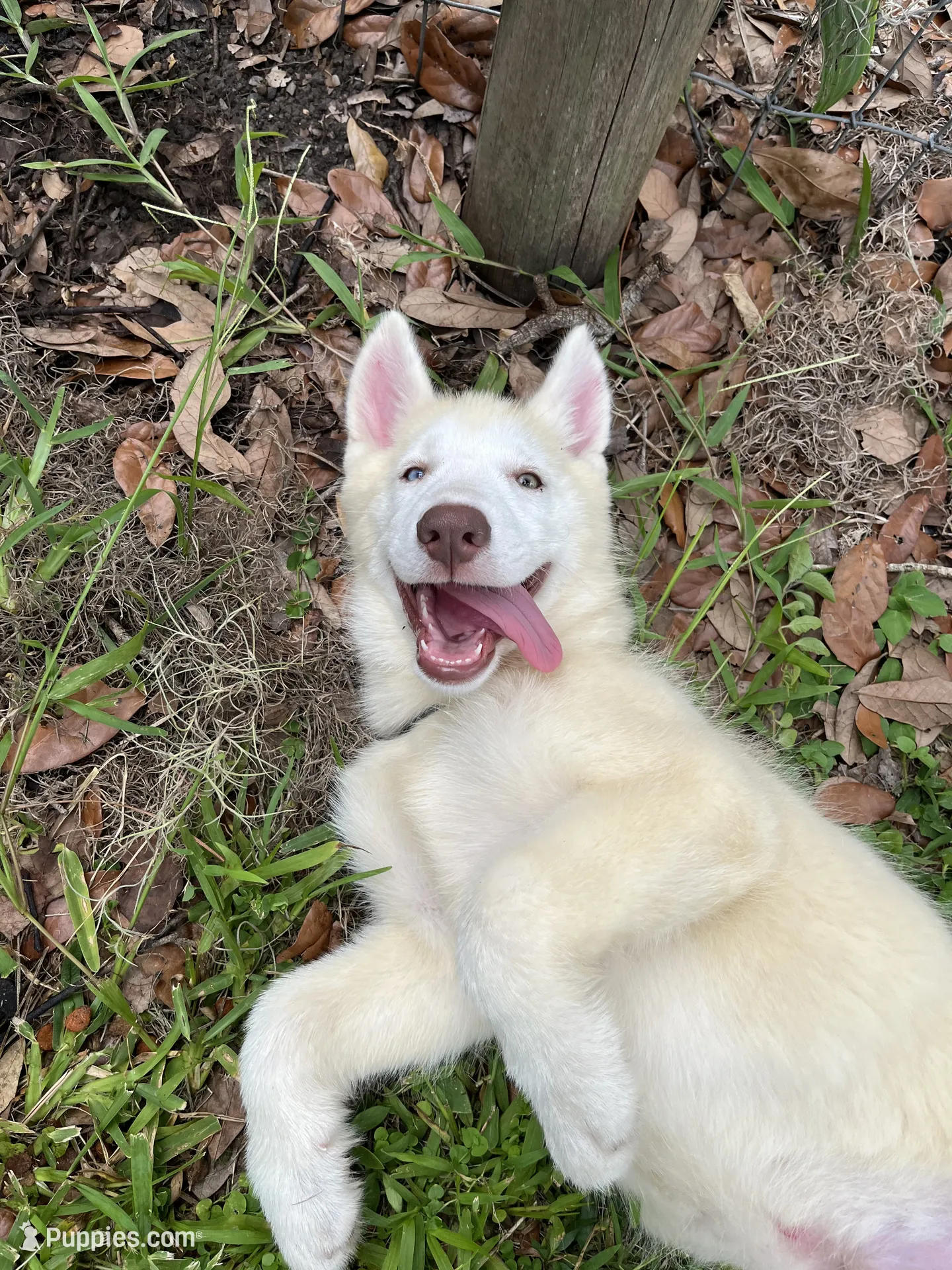 Goldie – Siberian Husky Puppy for Sale in Lake Wales, FL | Puppies.com